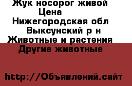 Жук носорог живой › Цена ­ 200 - Нижегородская обл., Выксунский р-н Животные и растения » Другие животные   